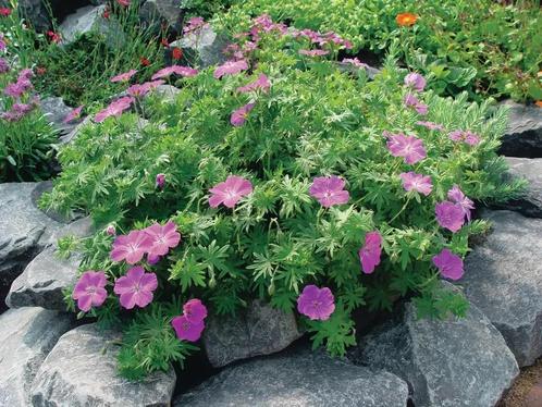 Geranium sanguineum Vision® Violet (Tuinplanten), Tuin en Terras, Planten | Tuinplanten, Bodembedekkers, Vaste plant, Ophalen of Verzenden
