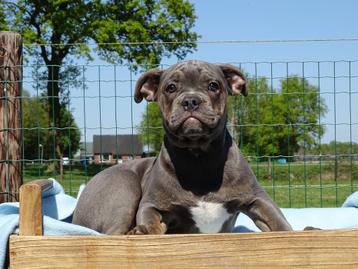 Old English Bulldog pups! | Mogen mee! | Hartelijk Welkom. beschikbaar voor biedingen