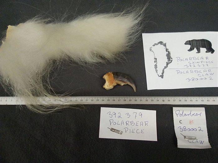 poolbeer - 2-delige sieradenset - Echte poolbeer, Verzamelen, Dierenverzamelingen