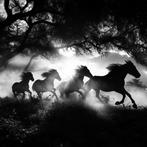 Rudy barret - Phantom Hooves - XL