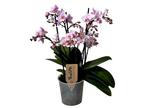 Phalaenopsis Multiflora Orchidee roze, Verzenden