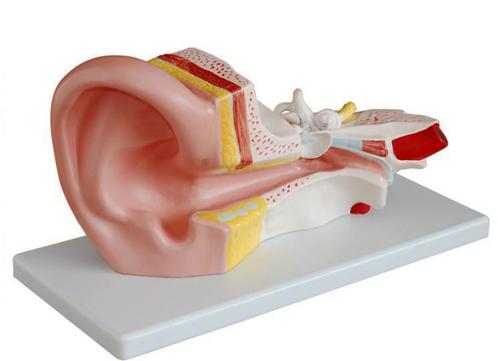 Anatomisch model middenoor ST-ATM 69, Diversen, Verpleegmiddelen, Nieuw, Verzenden