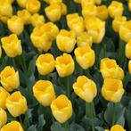 20x Tulpenbollen Strong Gold – Gele Tulp, Verzenden