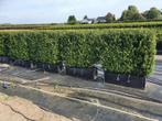 Ilex crenata Caroline Upright kant en klaar haag elementen, Halfschaduw, Vaste plant, Overige soorten, Verzenden