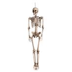 Halloween Pop Skelet 160cm, Hobby en Vrije tijd, Feestartikelen, Nieuw, Verzenden