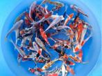 Tanaka H. 14-17cm  tosai mix (Japanse Koi), Dieren en Toebehoren, Vissen | Vijvervissen, Karper of Koi