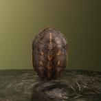 Schildpad Schild Taxidermie Opgezette Dieren By Max, Verzamelen, Dierenverzamelingen, Ophalen of Verzenden, Nieuw, Reptiel of Amfibie