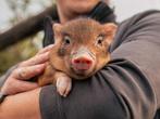 Jonge tamme minivarkens | Biggen in verschillende kleuren, Meerdere dieren, Varken, 0 tot 2 jaar