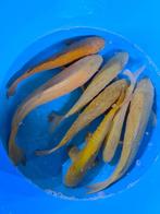 Hirasawa Marusei  40-50 cm (Japanse Koi), Dieren en Toebehoren, Vissen | Vijvervissen, Karper of Koi