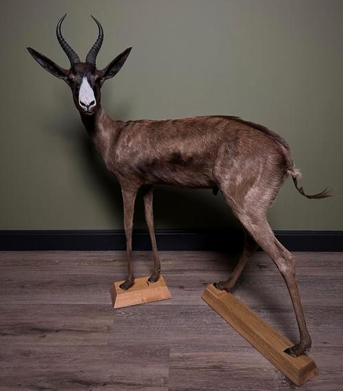 Springbok Zwart Taxidermie Opgezette Dieren By Max, Verzamelen, Dierenverzamelingen, Opgezet dier, Nieuw, Wild dier, Ophalen of Verzenden