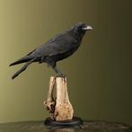 Kraai Taxidermie Opgezette Dieren By Max, Verzamelen, Ophalen of Verzenden, Nieuw, Vogel, Opgezet dier