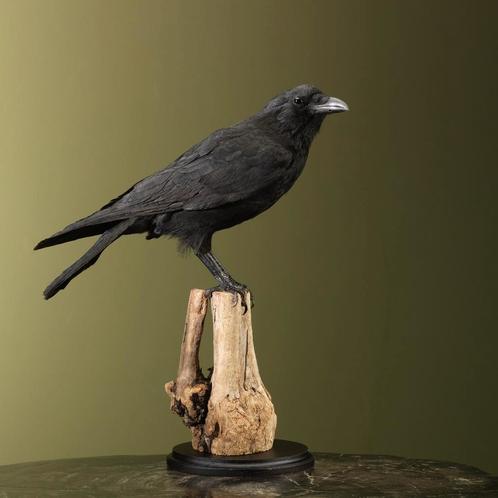 Kraai Taxidermie Opgezette Dieren By Max, Verzamelen, Dierenverzamelingen, Opgezet dier, Nieuw, Vogel, Ophalen of Verzenden
