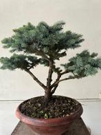 Spar bonsai (Picea) - Hoogte (boom): 45 cm - Diepte (boom):