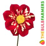 The Bulb Farmers - 12 x Dahlia Impression Festivo - rood m, Tuin en Terras, Voorjaar, Bloembol, Verzenden, Volle zon