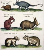 Matthäus Merian (1593-1650) - Folio, Rodents: Rats, Agouti,