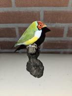 Gould amadine Taxidermie volledige montage - Chloebia, Verzamelen, Dierenverzamelingen, Nieuw