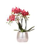 Kolibri Orchids | rode Phalaenopsis orchidee – Congo + Elite, Verzenden, Nieuw