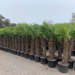 Palmboom,Olijfboom,Vijgenboom,Leischerm,Acer,Esdoorn,Bamboe!, Tuin en Terras, In pot, Ophalen of Verzenden, 100 tot 250 cm