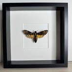 Mot Taxidermie volledige montage - Acherontia Atropos -, Verzamelen, Nieuw