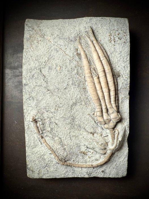 Indrukwekkend compleet fossiel - alien-uitziende crinoïde, Verzamelen, Mineralen en Fossielen