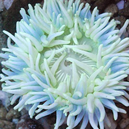 Macrodactyla Doreensis Wit/Blauw, Dieren en Toebehoren, Vissen | Aquaria en Toebehoren, Ophalen of Verzenden