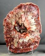 Groot en decoratief versteend hout op standaard - gepolijst, Verzamelen