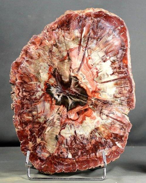 Groot en decoratief versteend hout op standaard - gepolijst, Verzamelen, Mineralen en Fossielen