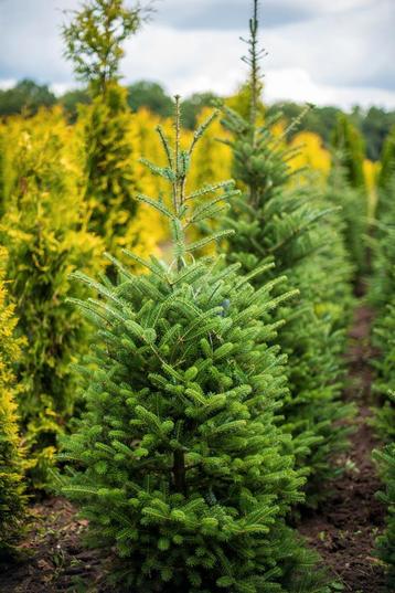 Abies koreana 125-150 met kluit. beschikbaar voor biedingen