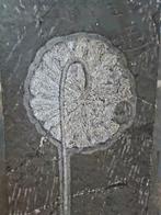 Prachtig, groot formaat - Gefossiliseerde plant - crinoidea, Verzamelen, Mineralen en Fossielen