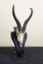Springbok Schedel - Antidorcas marsupialis - 0 cm - 0 cm - 0, Nieuw