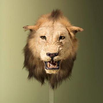 Leeuw Schoudermontage Taxidermie Opgezette Dieren By Max beschikbaar voor biedingen