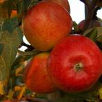 Appelboom - Malus braeburn - Omtrek: 6-10 cm | Halfstam, Tuin en Terras, Planten | Bomen, Ophalen of Verzenden