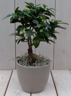 Bonsai Ficus microcarpa taupe pot 30 cm - Warentuin Natuurli, Huis en Inrichting, Kamerplanten, Verzenden