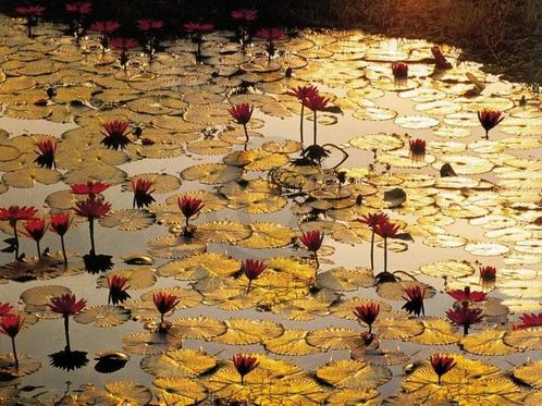 Kunstdruk Bruno Baumann - Lotus Pond 80x60cm, Huis en Inrichting, Woonaccessoires | Schilderijen, Tekeningen en Foto's, Nieuw