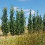 Zuileik - Quercus robur Fastigiate Koster - Omtrek: 10-14 cm, Ophalen of Verzenden