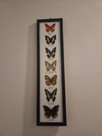 Vlinder Taxidermie volledige montage - Lepidoptera - 53 cm -, Nieuw