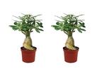 Set van 2 Adenium - Woestijnrozen, Huis en Inrichting, Kamerplanten, Verzenden