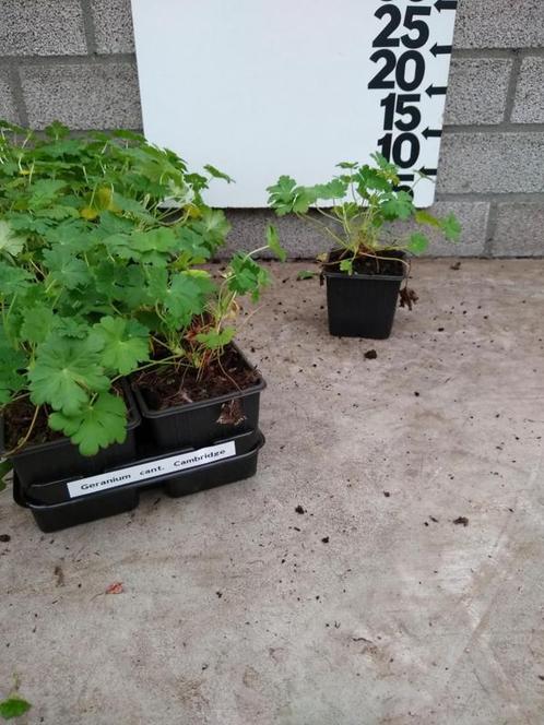 Geranium canta. Cambridge, Tuin en Terras, Planten | Tuinplanten, Vaste plant, Verzenden
