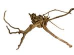 Driftwood Selected DW29 - 45x30x25cm (Small drift wood), Ophalen of Verzenden, Nieuw, Plant(en), Steen of Hout