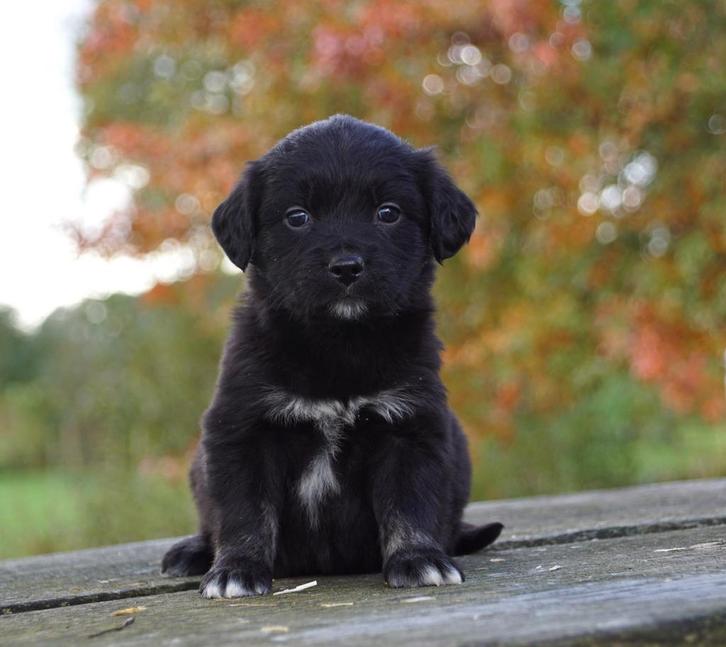 Friese Stabij x Golden Retriever pups uit stamboomlijn, Dieren en Toebehoren, Honden | Retrievers, Spaniëls en Waterhonden, Meerdere