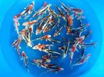 Yamasan 12-15cm  metallic mix (Japanse Koi), Dieren en Toebehoren, Vissen | Vijvervissen, Karper of Koi