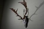 Fallow Buck Trophy Schedel - Dama dama - 50 cm - 68 cm - 58, Nieuw