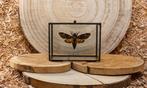 Deaths Head Hawkmoth Taxidermie volledige montage -, Antiek en Kunst, Curiosa en Brocante