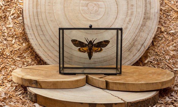 Deaths Head Hawkmoth Taxidermie volledige montage -, Antiek en Kunst, Curiosa en Brocante