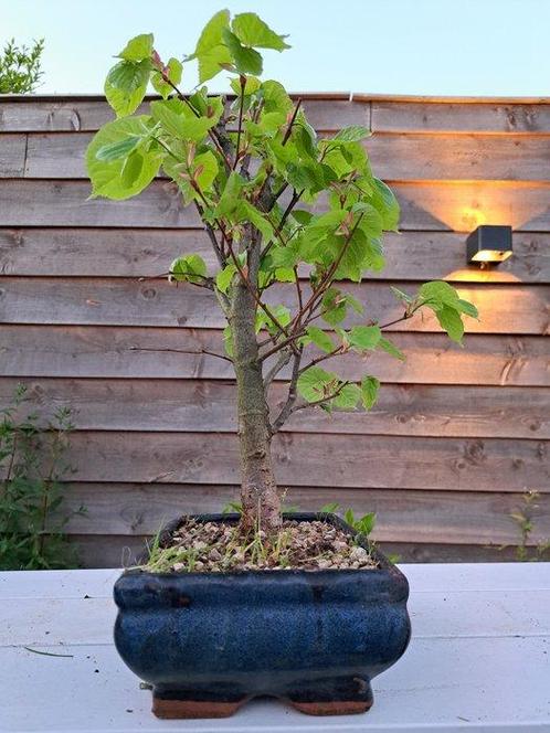 tilia cordata bonsai (winterlinde/ kleinbladige linde) -, Antiek en Kunst, Curiosa en Brocante
