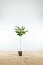 Prunus Accolade halfstam 150cm stam