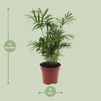Chamaedorea Elegans - Mexicaanse Bergpalm - Ø12cm - 40cm, Verzenden, Nieuw