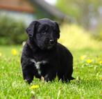 Friese Stabij pups x Golden Retriever pups (uit stamboomlijn, Dieren en Toebehoren, Honden | Retrievers, Spaniëls en Waterhonden