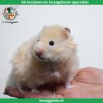 Lieve handtamme langharige Goudhamsters /Syrische hamsters !, Dieren en Toebehoren, Knaagdieren, Meerdere dieren, Hamster, Tam