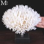 Seriatopora Hystrix – vogelnestkoraal Taxidermie volledige